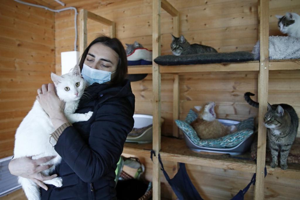 "Уже 11 котов и семь собак нашли свой дом": единая база приютов для животных появится в приложении "Московский транспорт"