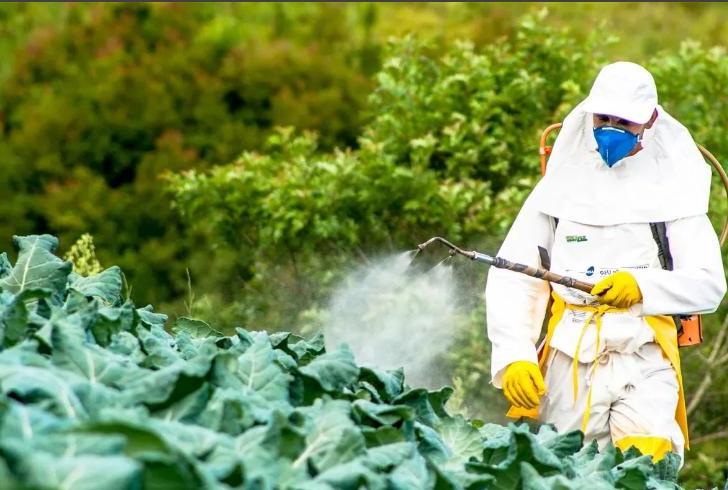 Почему не стоит увлекаться так называемыми "фермерскими" продуктами, горохом, семенами и маслом подсолнечника: в них много пестицидов