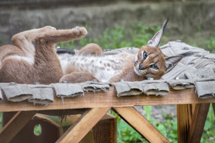 Особенно их облюбовали большие кошки: в Новосибирском зоопарке для животных сплели и развесили гамаки