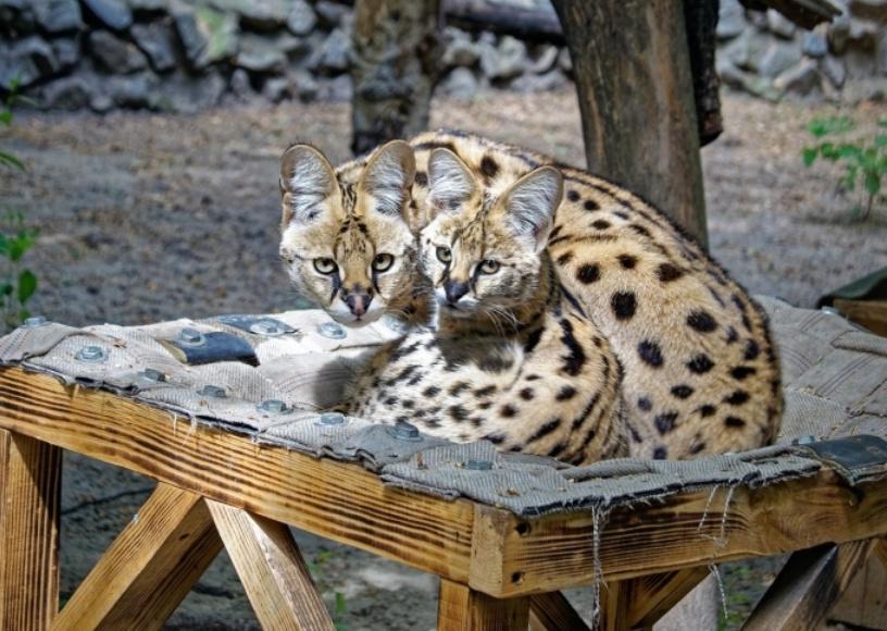 Особенно их облюбовали большие кошки: в Новосибирском зоопарке для животных сплели и развесили гамаки