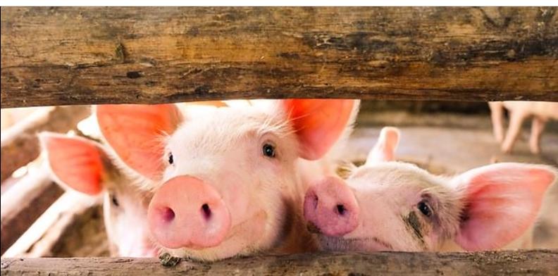 Ученые провели успешный эксперимент на свиньях по выращиванию новой печени: он оказался успешным