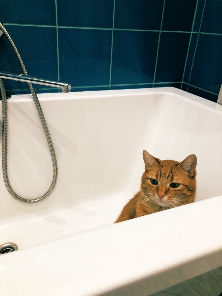 Мой кот обожает сидеть в пустой ванне. Ветеринар объяснил, чем может быть вызвано такое увлечение, и сказал, что мой питомец не один такой