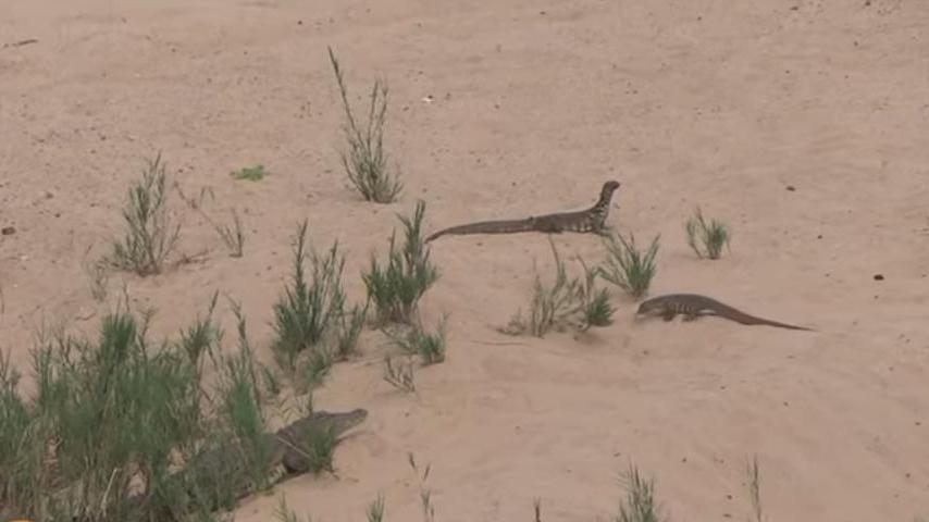 Жестокие законы природы: ящерицы воруют яйца из-под носа крокодилицы (видео)