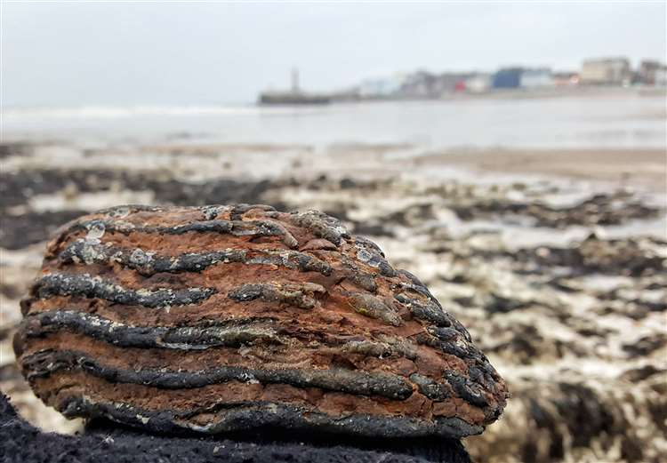 «Никогда не знаешь, что попадется на пляже!»: 1000-летние тапочки, 100 тонн строительного леса и другие невероятные «дары моря». А доски люди растащили за 4 дня