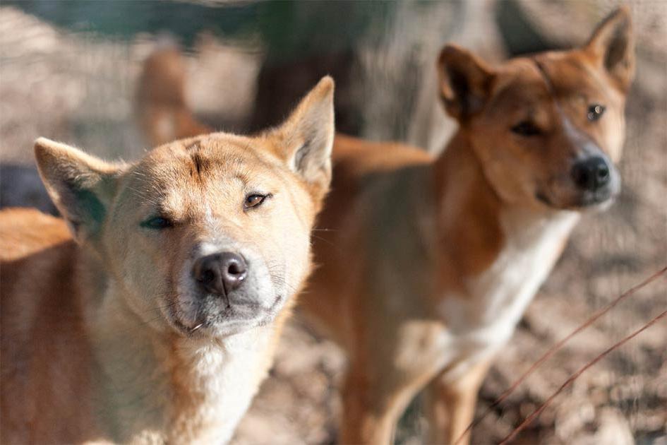 Ученые нашли связь между дикими поющими собаками и домашними: это поможет лучше изучить человеческий род