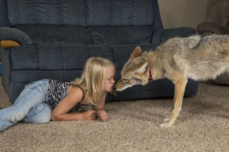 Семья подобрала в степи щенка койота, он вырос и не отличается от собаки