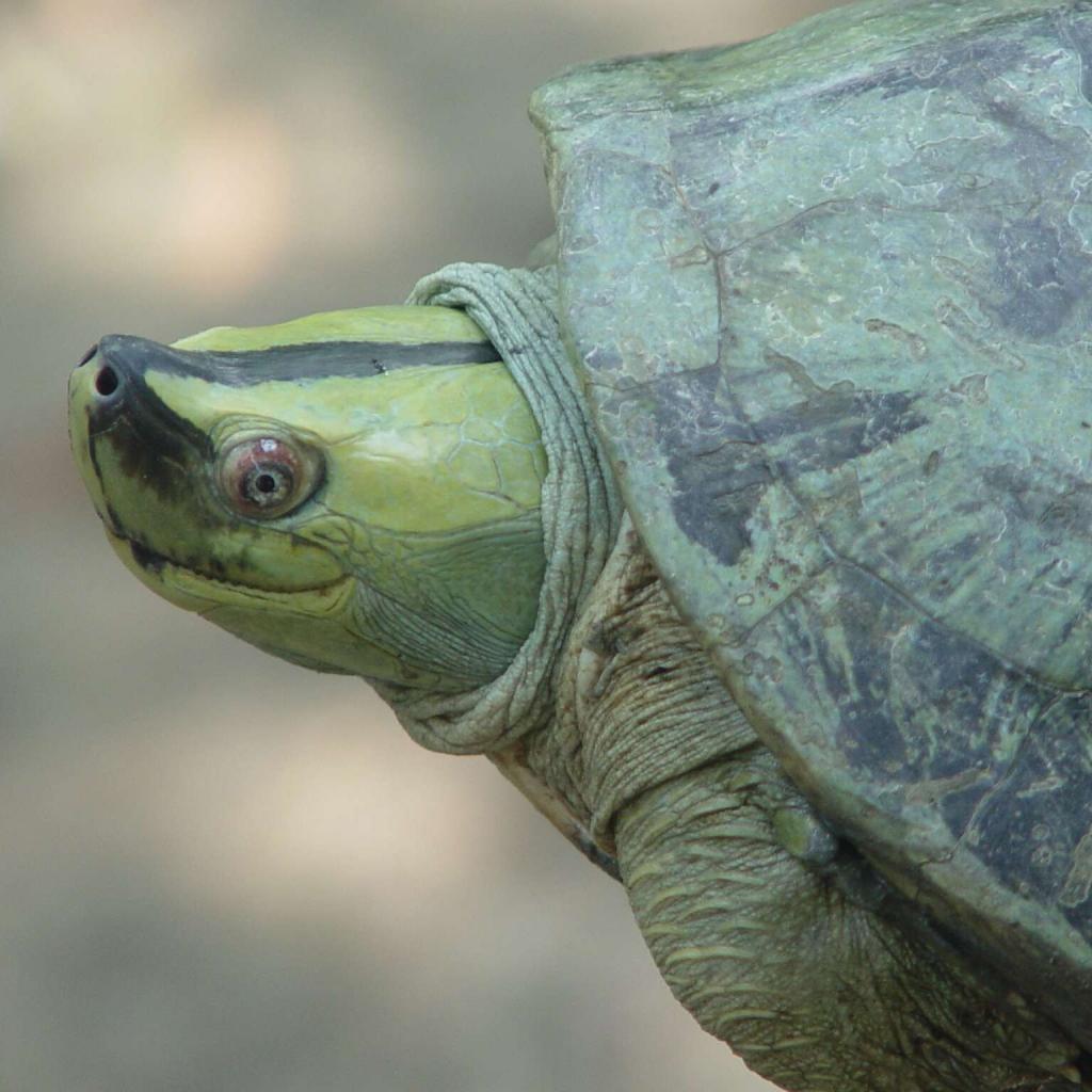 Биологи восстановили популяцию бирманских черепах, которые считались вымершими 20 лет