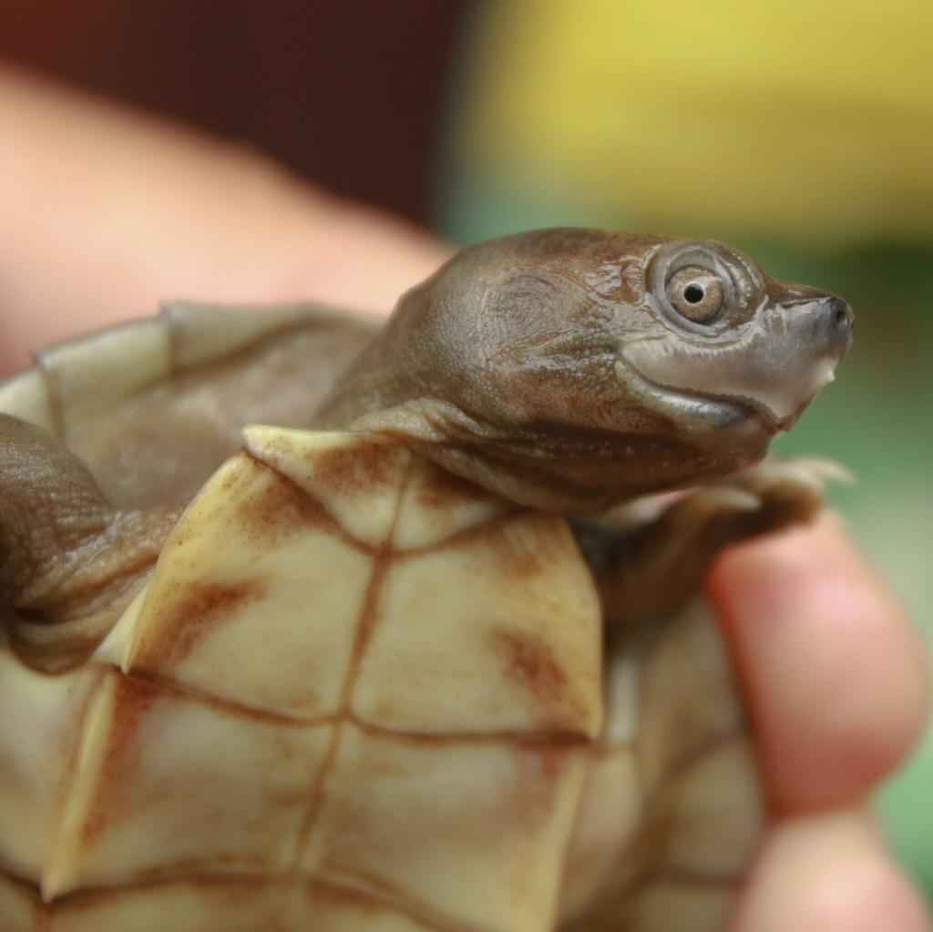 Биологи восстановили популяцию бирманских черепах, которые считались вымершими 20 лет