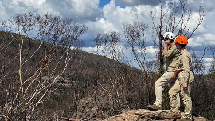 Современники динозавров нуждаются в помощи: ботаники борются за спасение старейших сосен в мире от огня австралийских пожаров