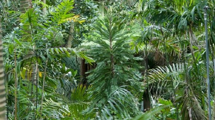 Современники динозавров нуждаются в помощи: ботаники борются за спасение старейших сосен в мире от огня австралийских пожаров