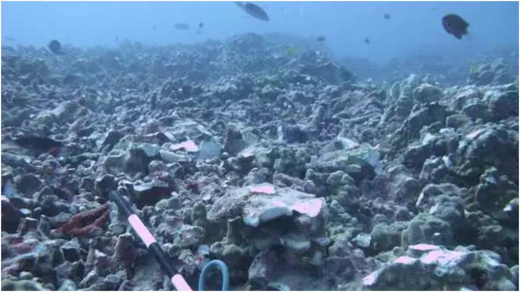 Владельцы суперъяхты стоимостью 41 млн $, разрушившие якорем коралловый риф, согласились возместить ущерб