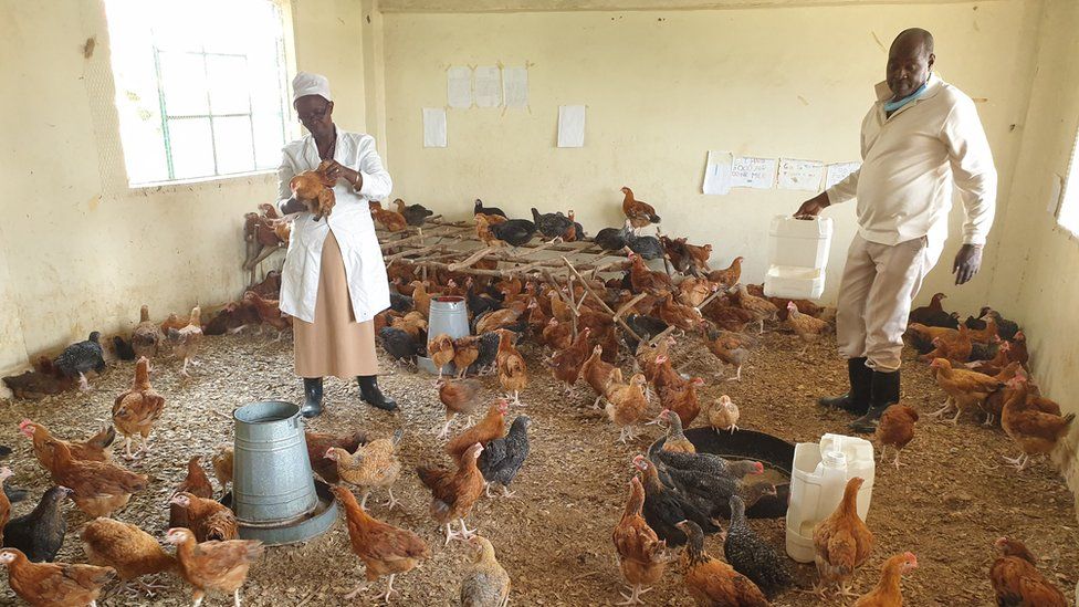 На доске - график вакцинации, а на спортплощадке - грядка: в Кении из-за карантина школу превратили в птицеферму