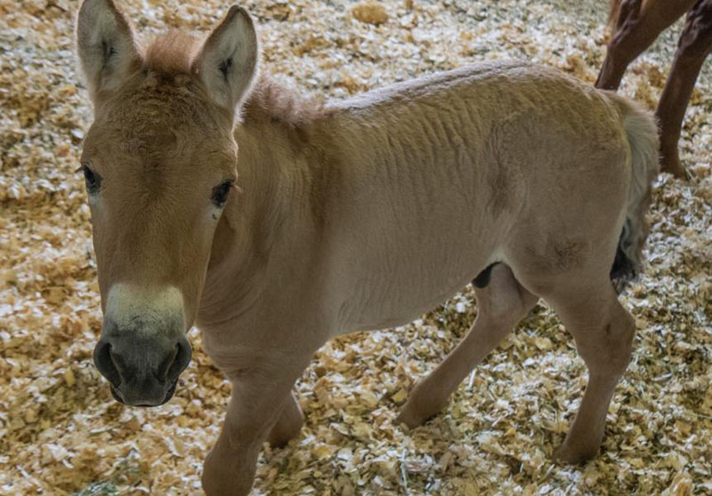 В США недавно родилась первая в мире клонированная лошадь Пржевальского
