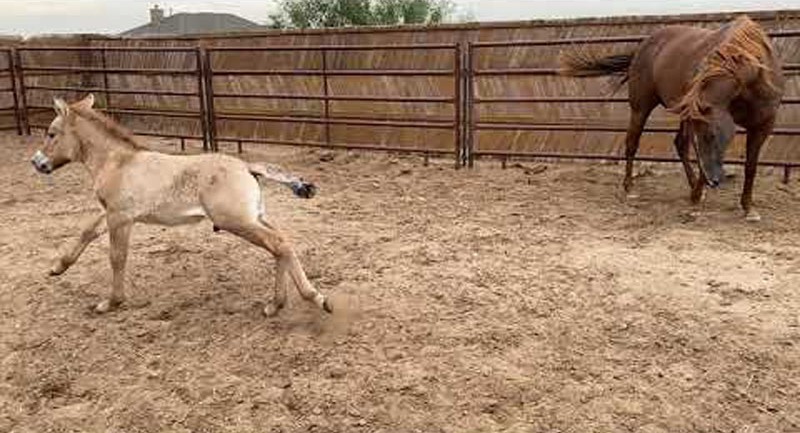 В США недавно родилась первая в мире клонированная лошадь Пржевальского