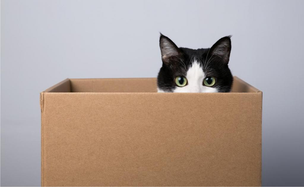 Никогда не понимала, почему кошки так любят залезать в картонные коробки, пока не поговорила с ветеринаром: оказывается, все дело в безопасности