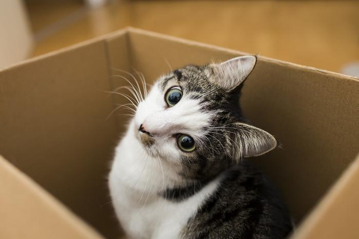 Никогда не понимала, почему кошки так любят залезать в картонные коробки, пока не поговорила с ветеринаром: оказывается, все дело в безопасности