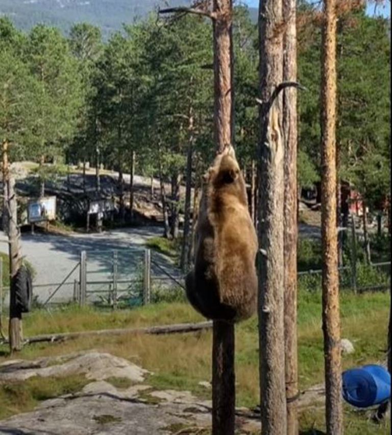 Не знала, что медведь может забраться на дерево с такой скоростью и легкостью (видео)