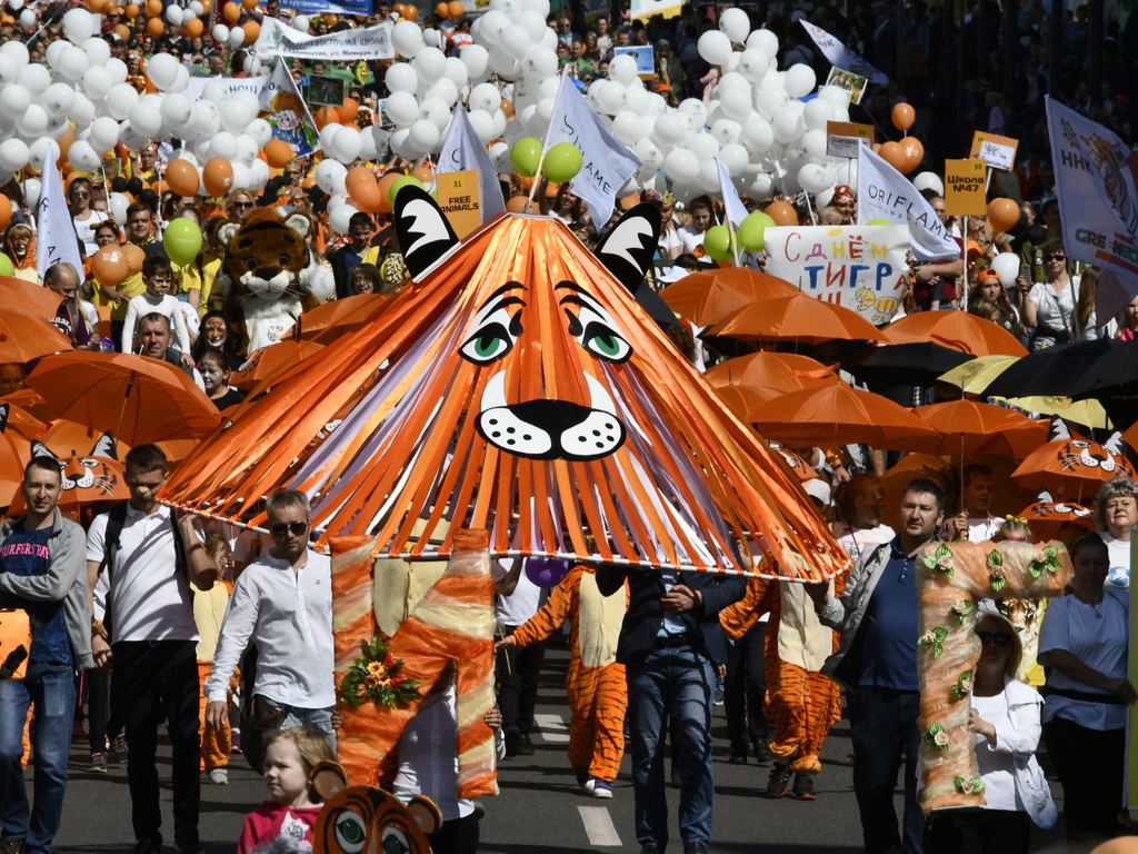 Ежегодный День амурского тигра во Владивостоке отпразднуют онлайн: вместо "полосатого" шествия объявлен конкурс видео