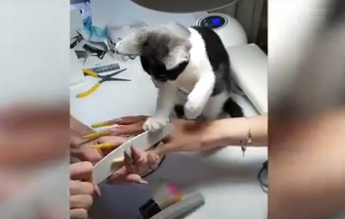 Котенок помогал хозяйке делать маникюр: клиентка была не против (смешное видео)
