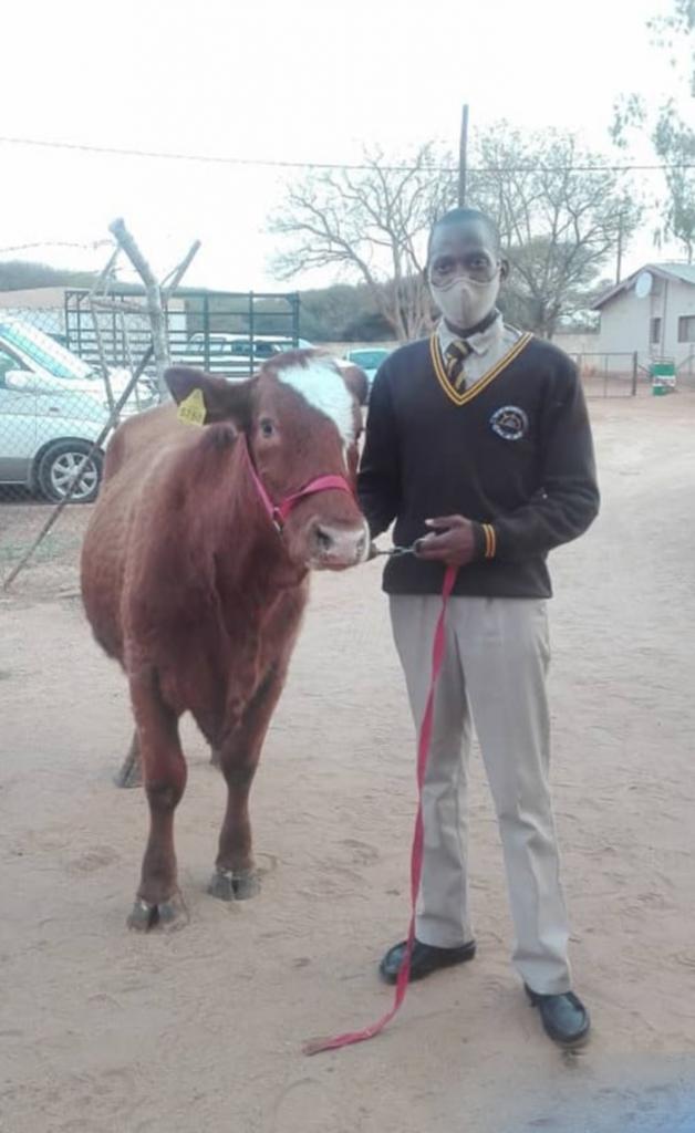Как поощрить за отличную учебу? В Ботсване выпускника средней школы наградили упитанной коровой за его достижения