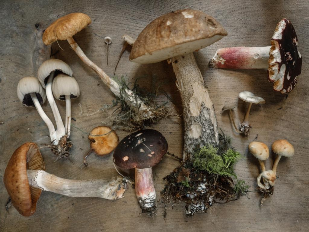 Итоги тихой охоты: как подготовить грибы на зиму. Тонкости приготовления и разные способы, проверенные временем