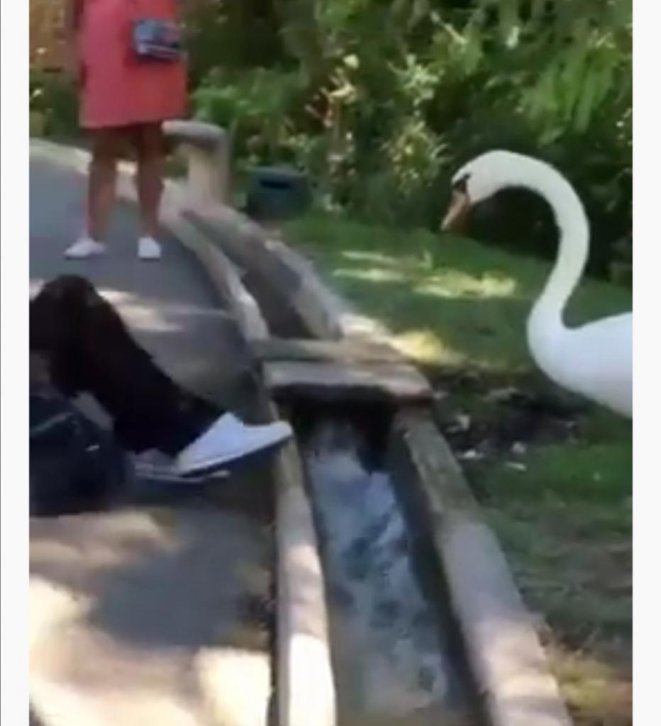 Лебедь натягивает маску девушке на лицо: люди не ожидали, что птица такая сознательная (видео)
