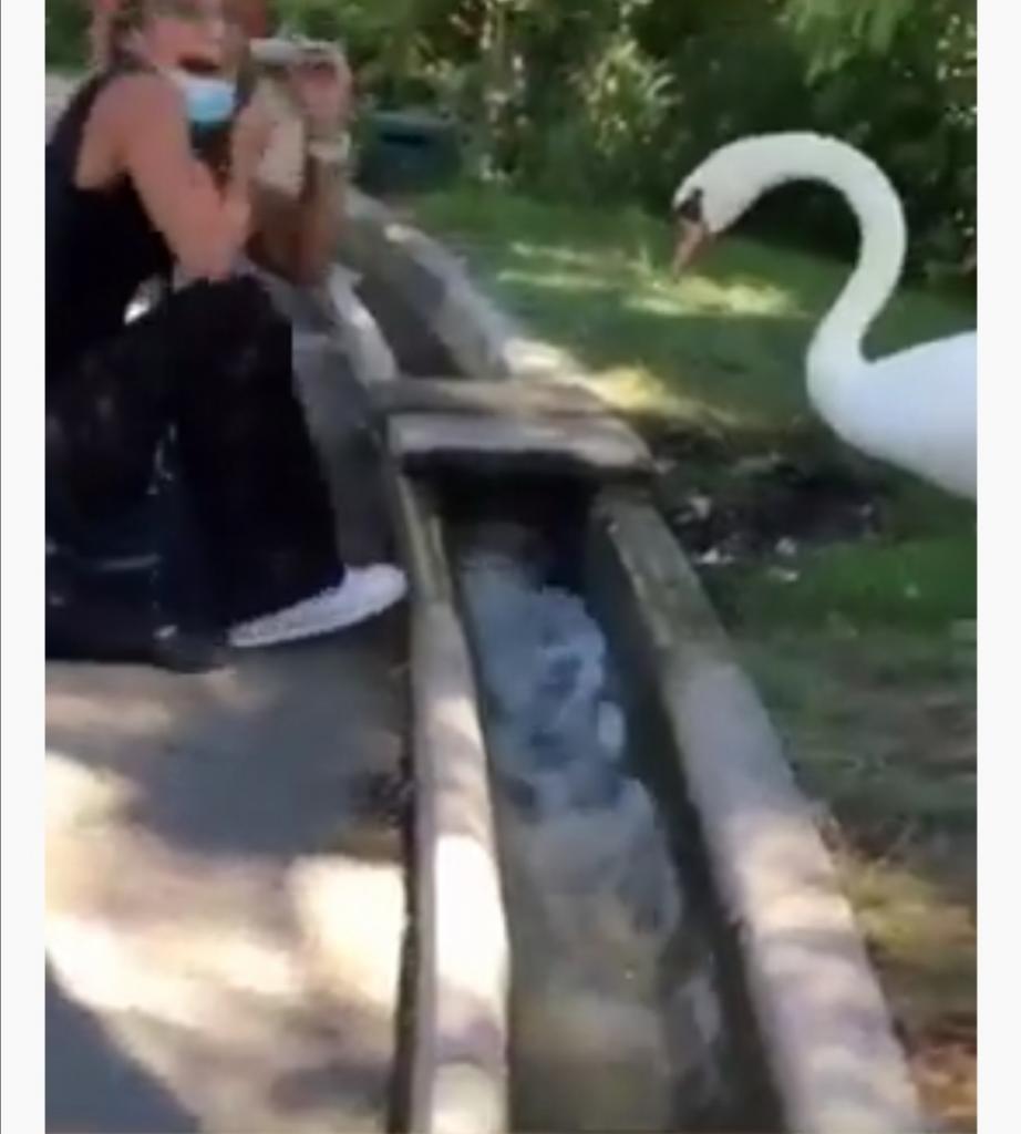 Лебедь натягивает маску девушке на лицо: люди не ожидали, что птица такая сознательная (видео)