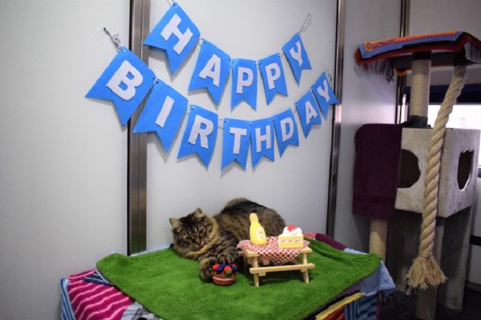 Бездомная кошка, прославившаяся благодаря своему дню рождения, на который никто не пришел, наконец обрела семью