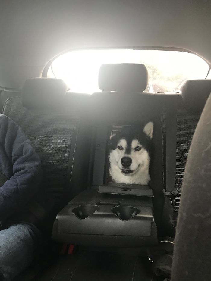 Гав, открывай шлагбаум: собаки в машине, которых было грех не сфотографировать