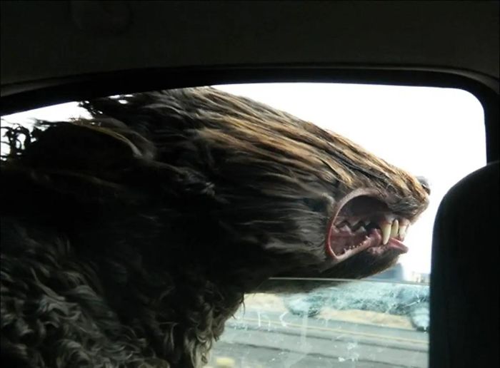 Гав, открывай шлагбаум: собаки в машине, которых было грех не сфотографировать