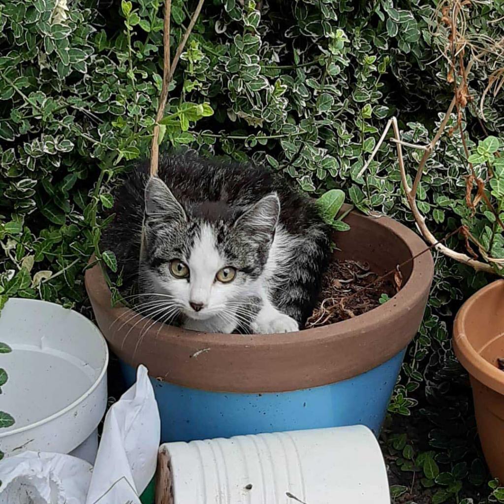 Домашний кот встретил в саду бездомного котенка: он не прогнал малыша, а взял под свою опеку