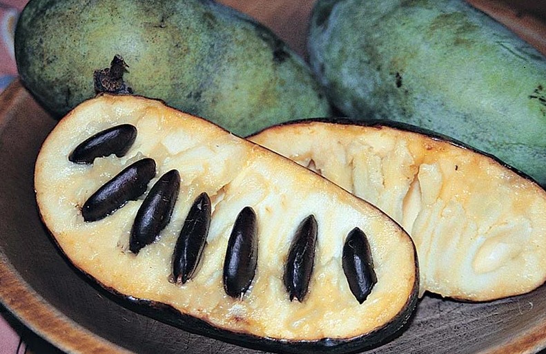 Сочные и сладкие, похожие на банан по текстуре, а по вкусу и на дыню, и на ананас одновременно: в Крыму выращивают азимину