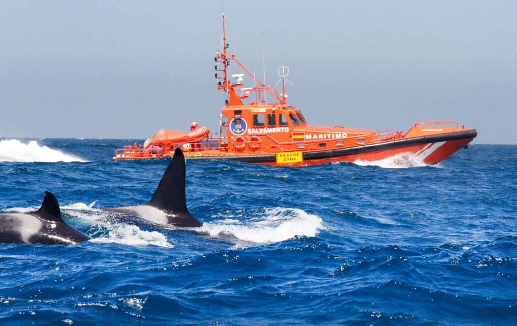 У берегов Испании и Португалии косатки стали агрессивными: ученые не понимают, почему они нападают на лодки