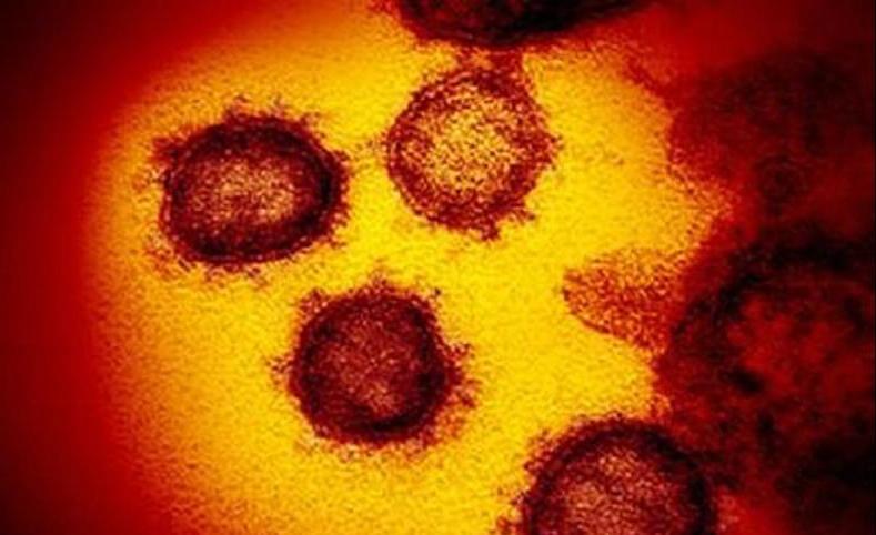 В ходе экспериментов ученые выделили биомолекулу, которая полностью блокирует коронавирус