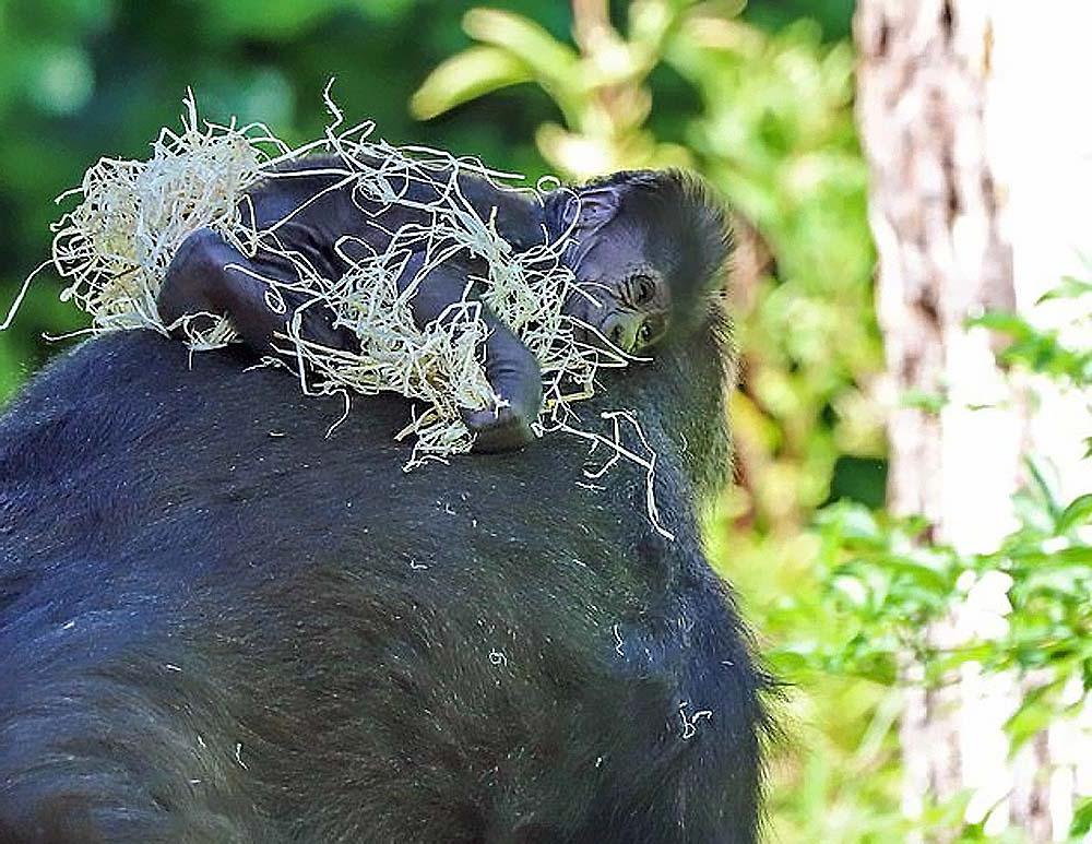 Мама малышки гориллы, родившейся в зоопарке 19 августа, не с водит с нее глаз