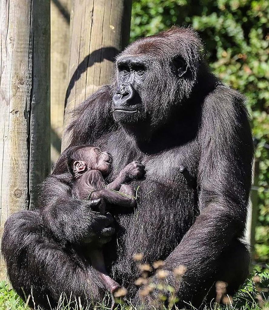 Мама малышки гориллы, родившейся в зоопарке 19 августа, не с водит с нее глаз