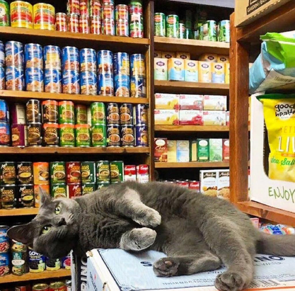 10 котов, которые решили, что они хозяева магазинов, в которых обосновались