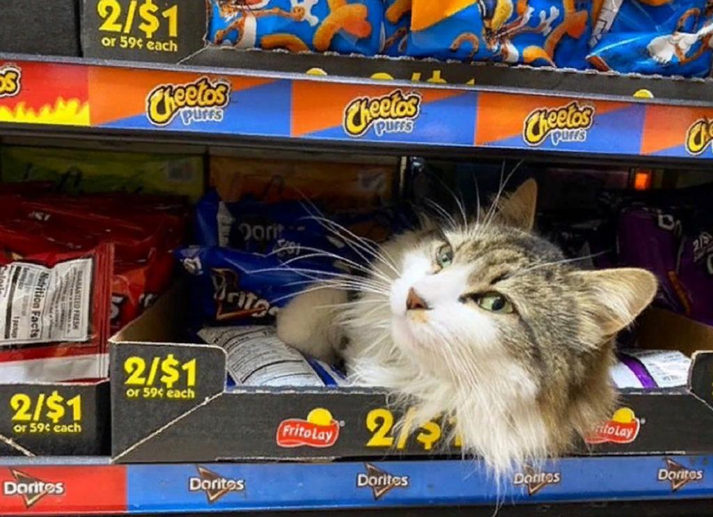 10 котов, которые решили, что они хозяева магазинов, в которых обосновались