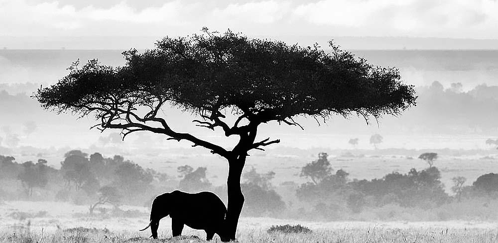 Фотограф природы, всю жизнь снимавший слонов в саванне, показал свои лучшие работы (фото)