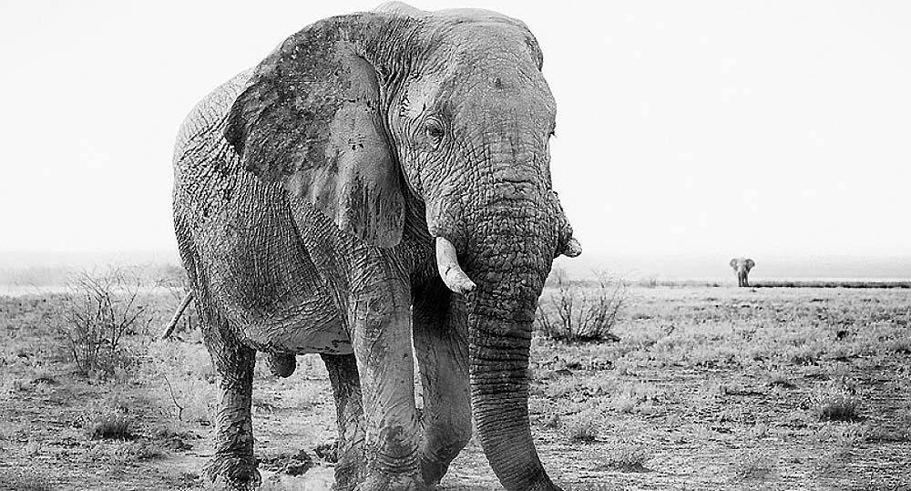 Фотограф природы, всю жизнь снимавший слонов в саванне, показал свои лучшие работы (фото)