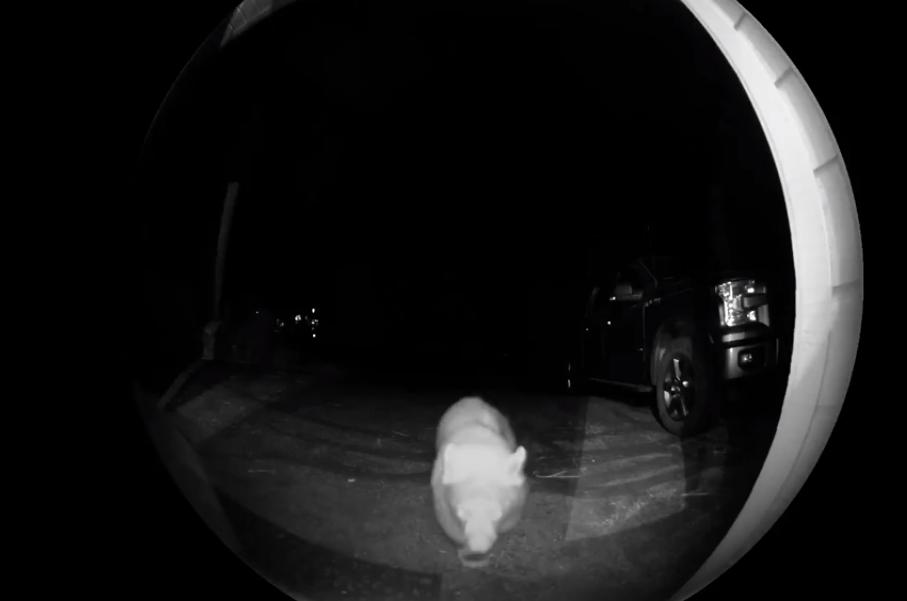 Умный мишка звонит в дверь и позирует перед камерой видеонаблюдения: видео
