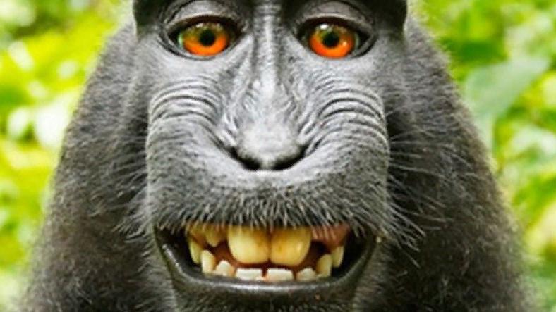 Мужчина из Малайзии находит обезьяньи селфи на потерянном телефоне