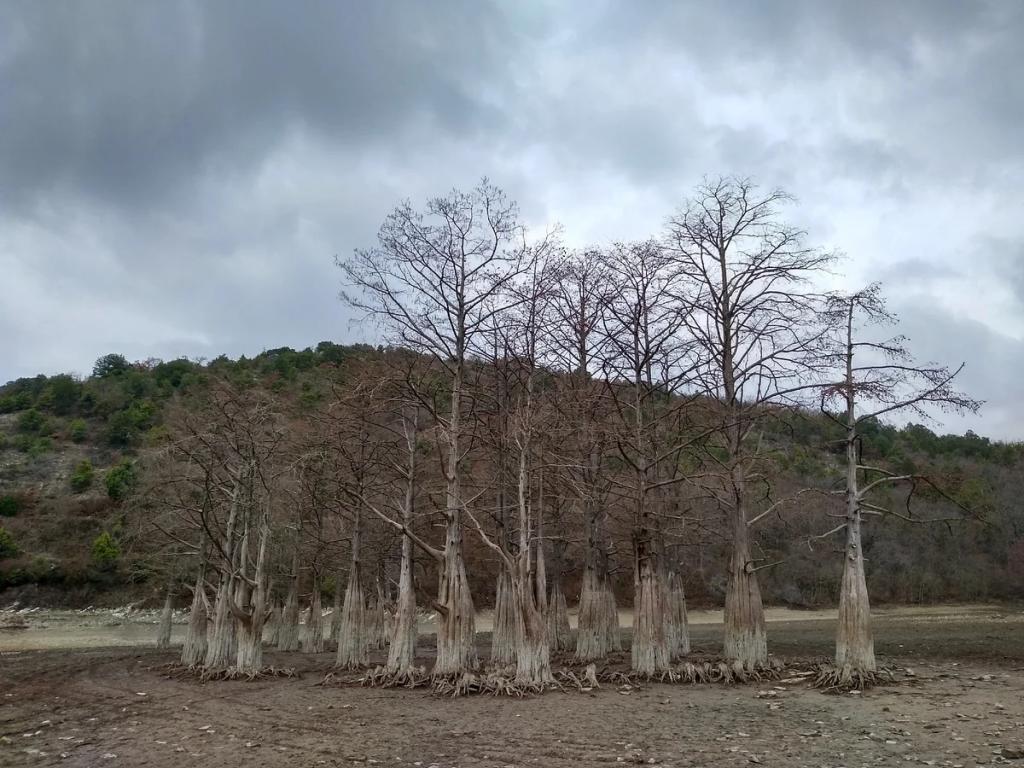 Спасти болотный кипарис: в Анапе к уникальному Кипарисовому озеру ограничили доступ туристов