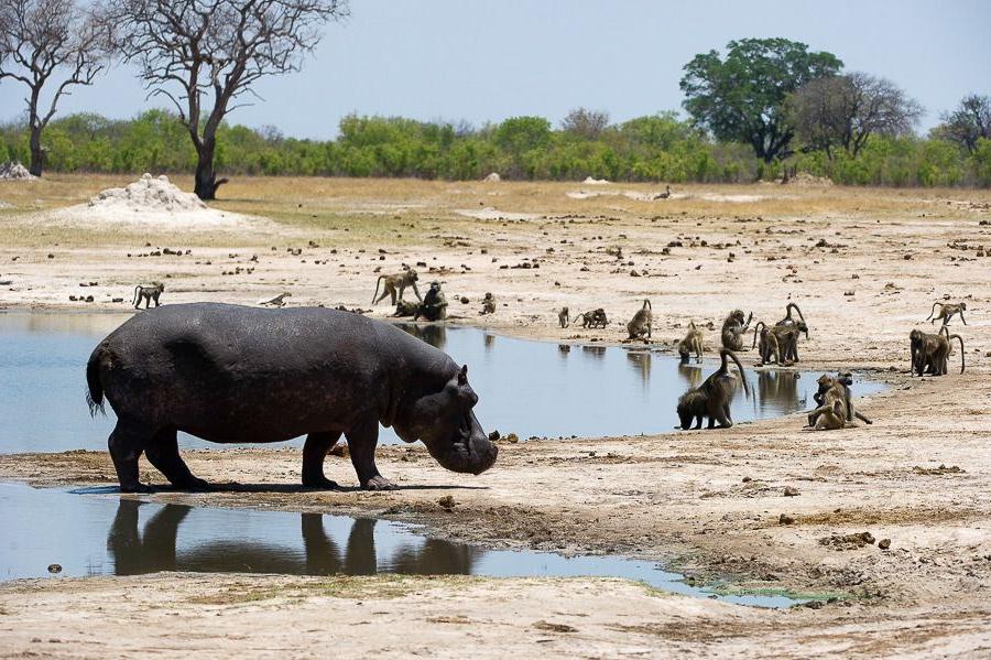Защитники природы празднуют победу: в Зимбабве запретили добычу угля и золота в национальных парках
