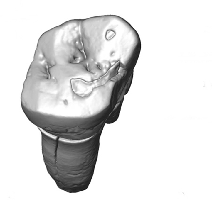 Ученые готовы "отодвинуть" историю на несколько тысяч лет назад: новое исследование зубов неандертальца показало, что они жили гораздо раньше
