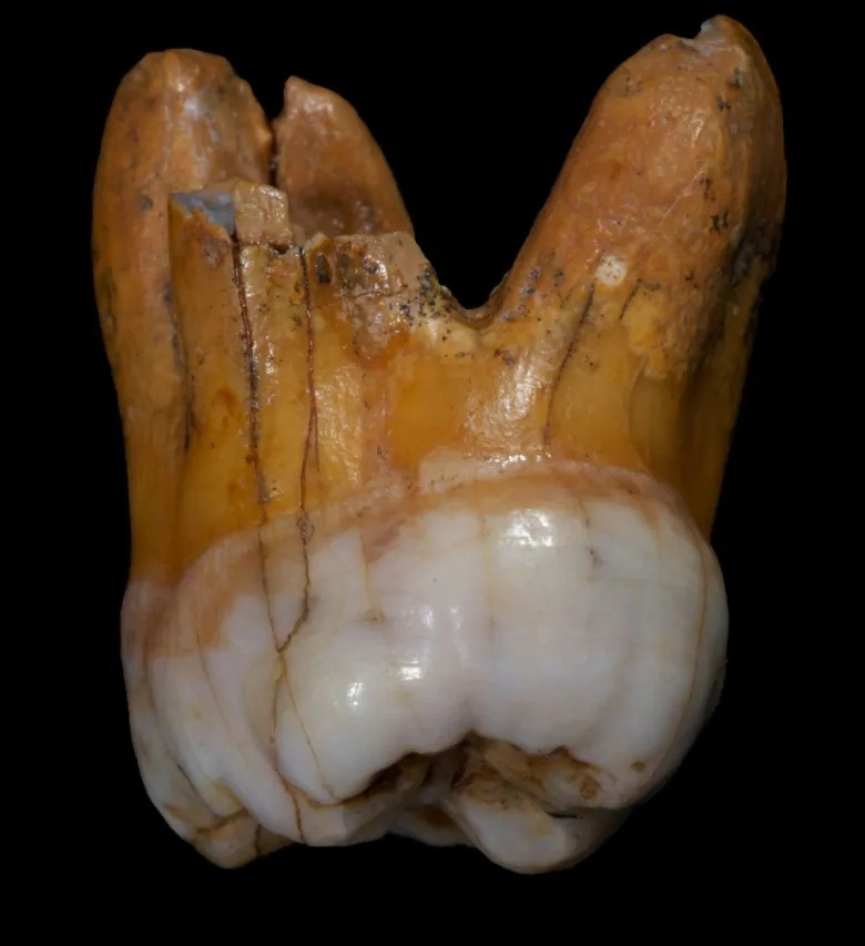 Ученые готовы "отодвинуть" историю на несколько тысяч лет назад: новое исследование зубов неандертальца показало, что они жили гораздо раньше