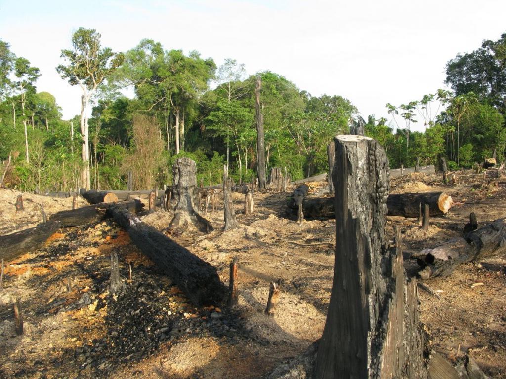 Более 50% продаваемого в Европе угля поступает из незаконно вырубленных тропических лесов, уверены ученые