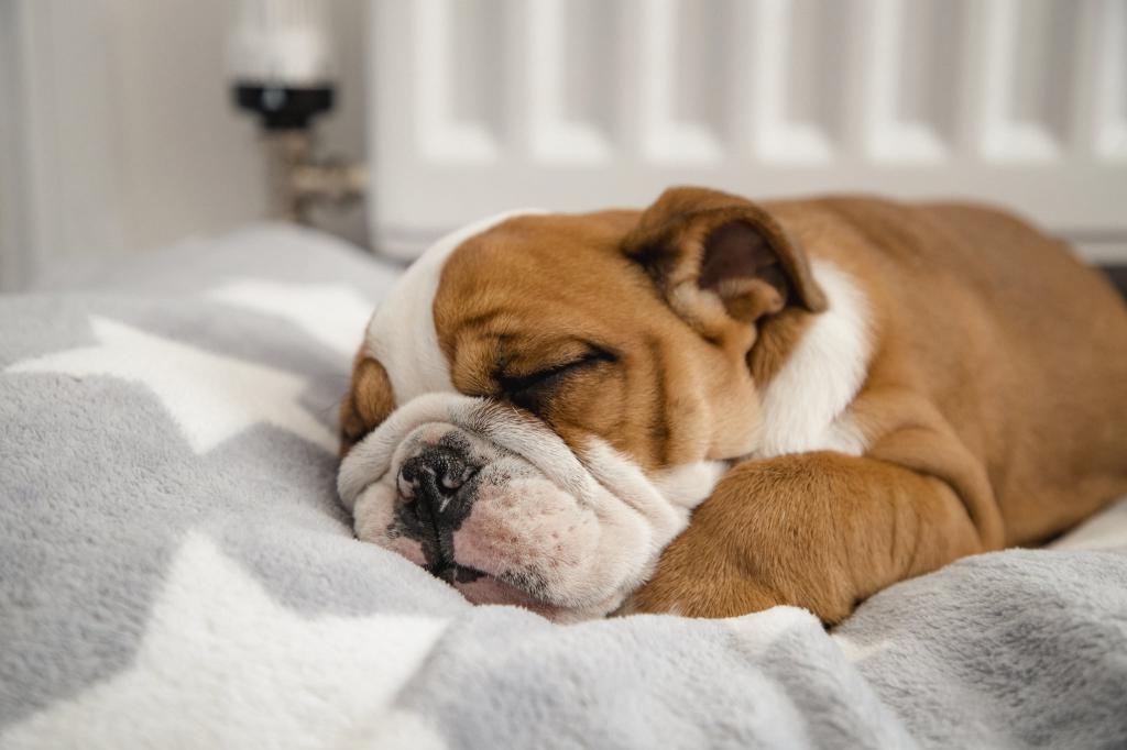 Что видит во сне ваша собака и снится ли ей вообще что-нибудь? Ученые уверят, что в ночных грезах они видят "своих" людей