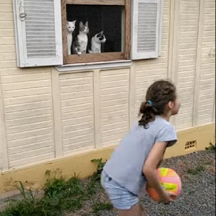 Дети играют в мяч, а за ними наблюдают 3 кота: забавное видео