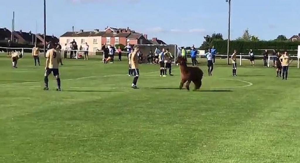 Дикая альпака выбежала на футбольное поле во время матча: игроки не знали, что делать (видео)
